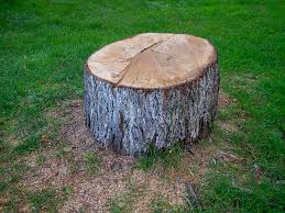 How Our Tree Care Process Works  in  Cut Bank, MT