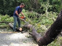 Professional Tree Removal in Cut Bank, MT