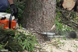 Reliable Cut Bank, MT Tree Removal Solutions